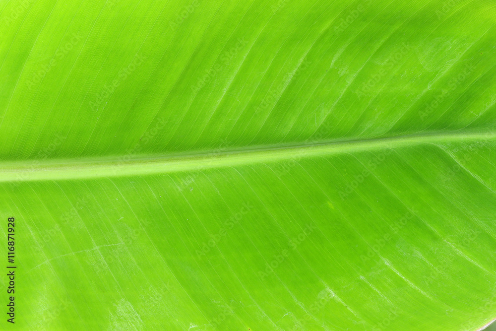 close up top view banana leaf isolated on white background close up top view banana leaf isolated on white background
