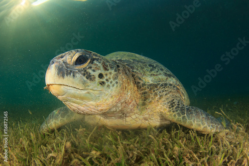 Green Turtle eating sea grass