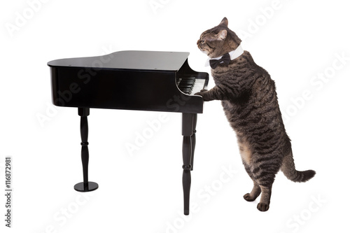 Fototapeta Naklejka Na Ścianę i Meble -  Cat Playing Toy Piano