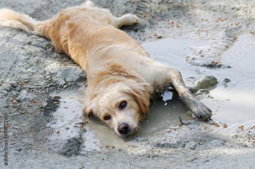 Canvastavla Fun Golden Retriever cooling down in a mud puddle on a hot day