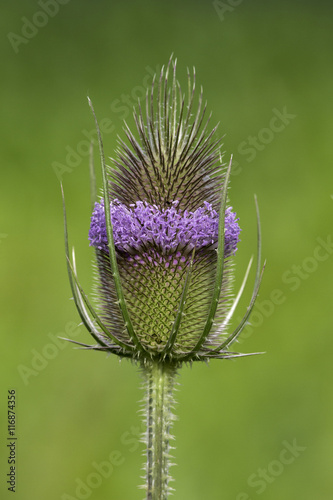 Wilde Karde - Dipsacus fullonum photo