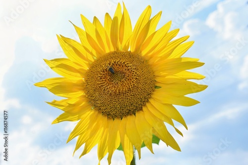 Sunflowers blooming in farm - field with blue sky and clouds. Beautiful natural colored background. Flower in nature.