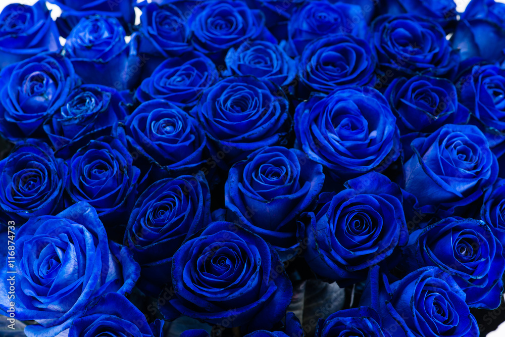 Fototapeta tło zbliżenie bukiet niebieskich róż