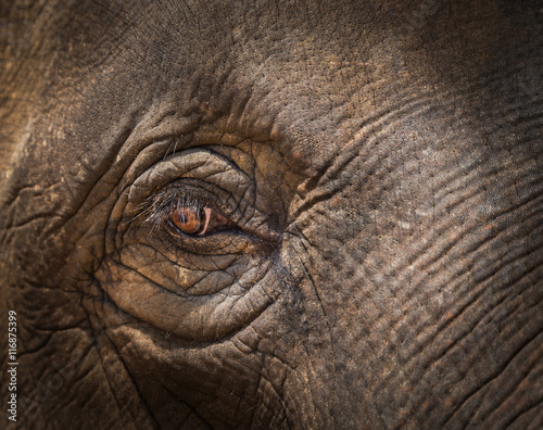 close up asia elephant eye selective focus