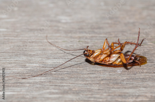 dead cockroach © chyball