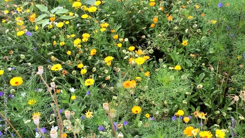 Bunte Blumenwiese in der Stadt photo