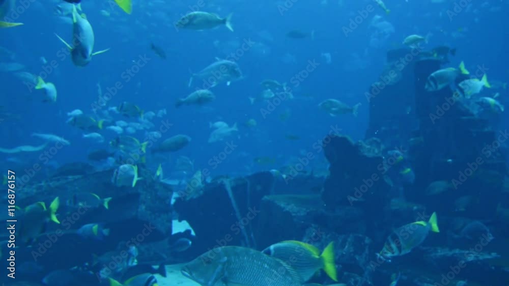 Swimming fish in the tank Swimming fish in the tank