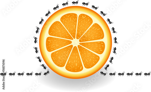 Ants around orange slice
