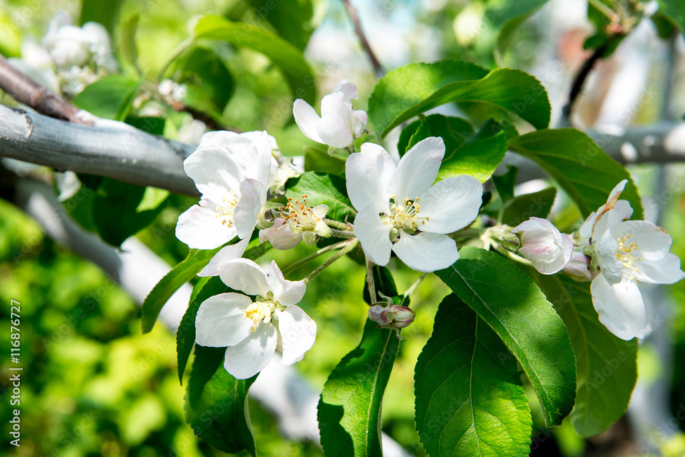 Fototapeta premium Spring fragrant flowering apple trees in the garden.