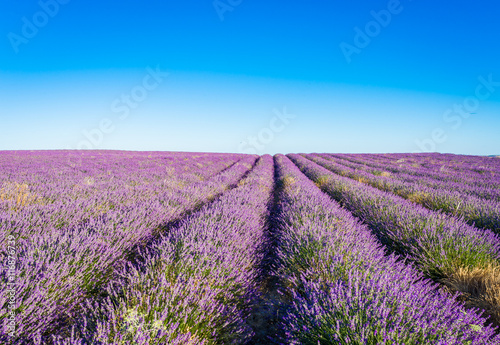 Provence, Lavender field at sunset, Valensole Plateau