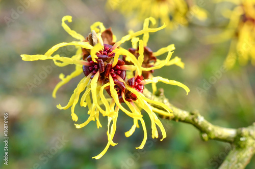 Hamamelis.