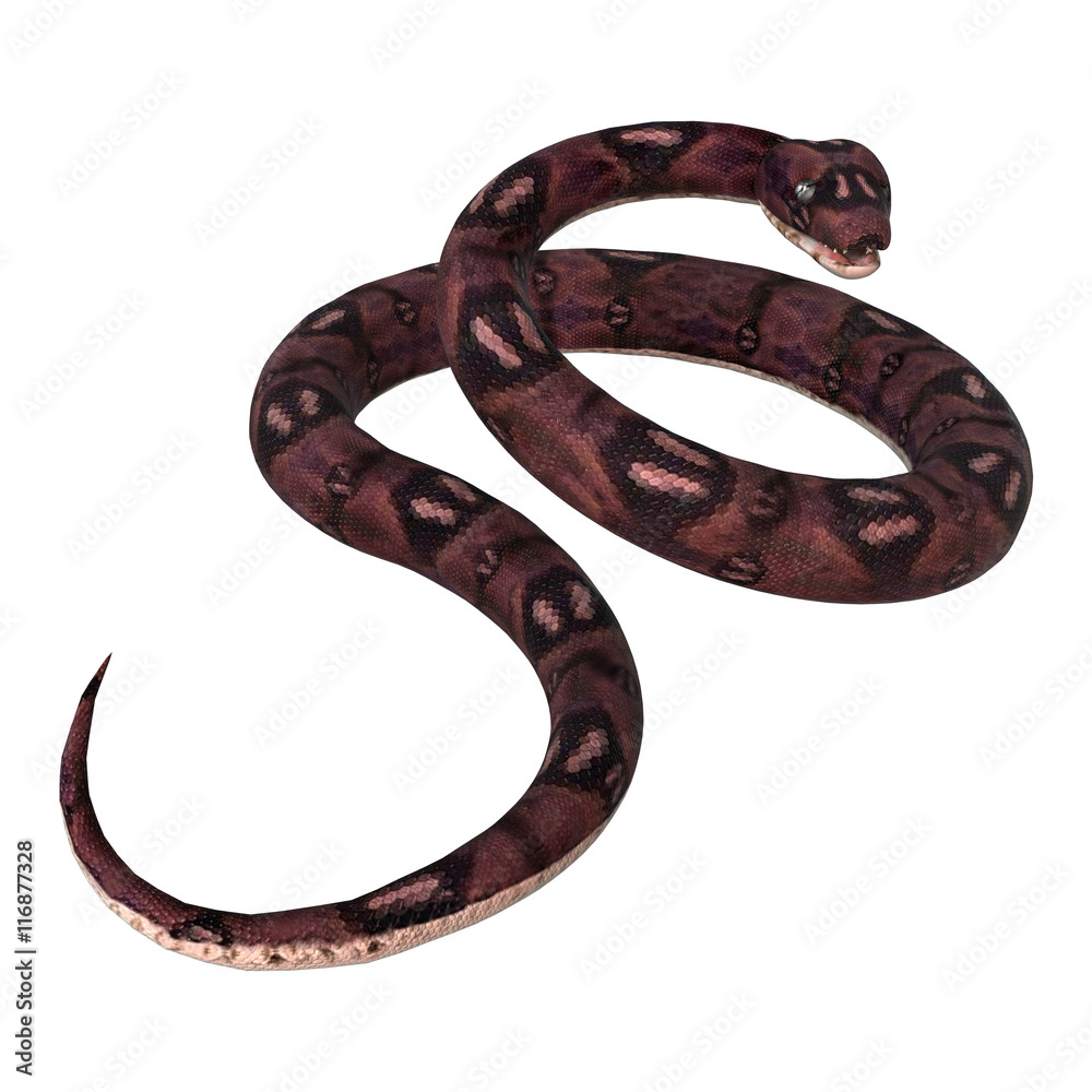 3D Rendering Anaconda Snake on White 3D Rendering Anaconda Snake on White