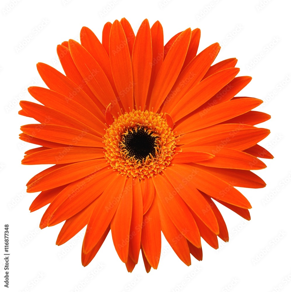Single orange gerbera isolated on white background Single orange gerbera isolated on white background