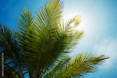 Palm branch of the sky background