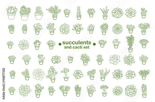 Succulent illustration line sketch set
