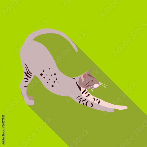Cats of different breeds with long shadow