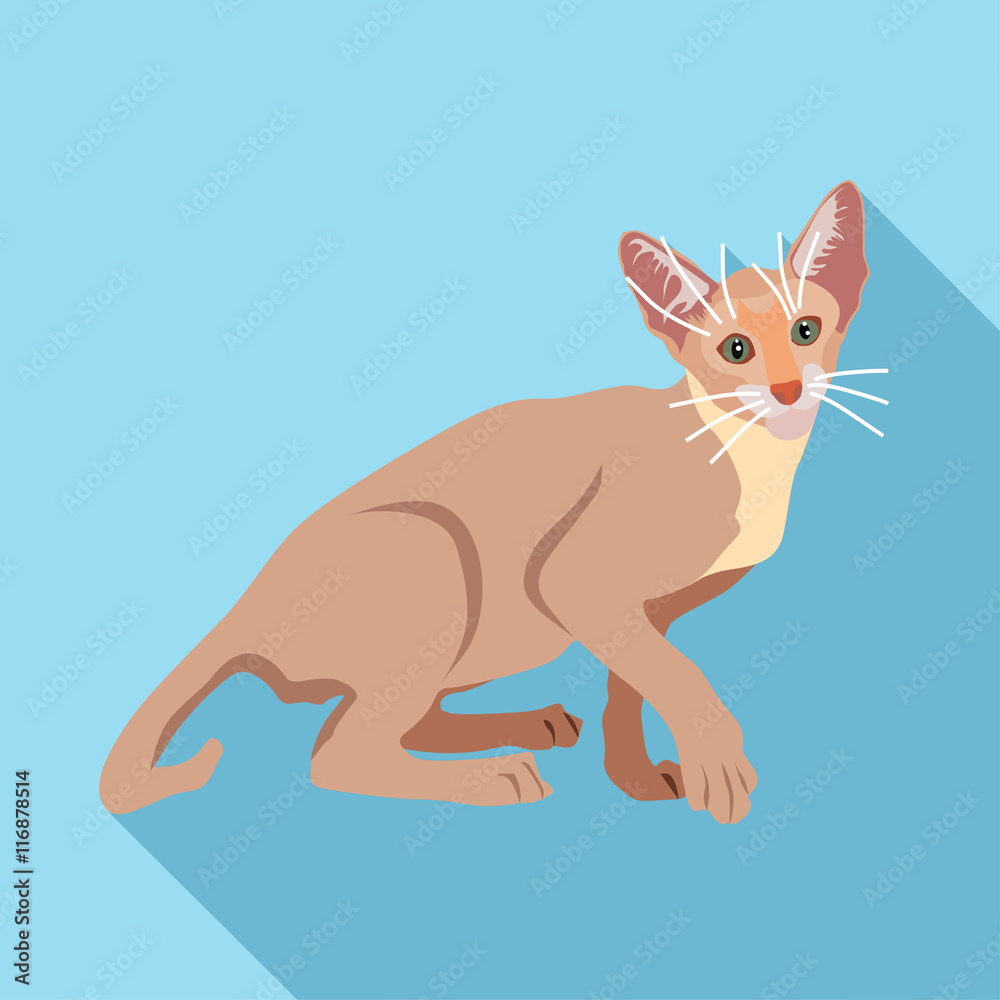Cats of different breeds with long shadow Cats of different breeds with long shadow