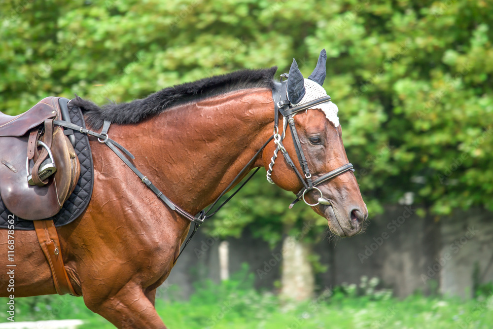 Fototapeta premium Portrait of beautiful horse with rope halter