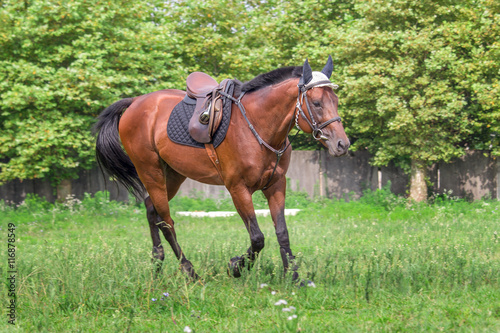 Beautiful horse galloping at the field in summer