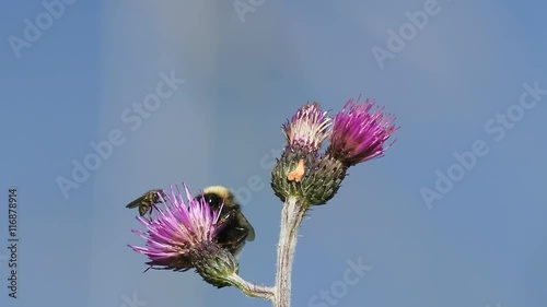 Honey bee collecting nectar on thistle (Cirsium helenioides) flower photo