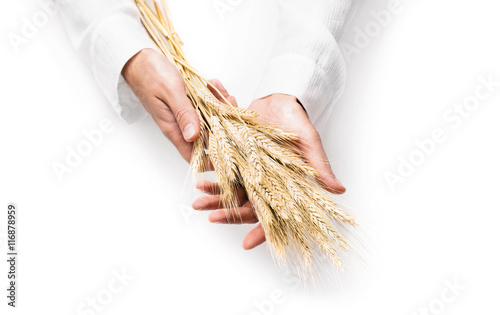 Ears of wheat in man hands