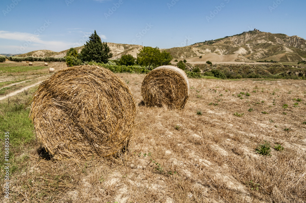 Meadow of hay bales