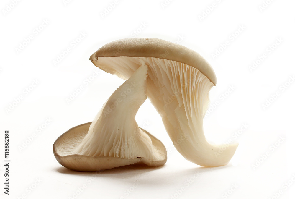 Fototapeta premium Oyster mushrooms isolated