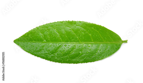 leaves Fresh green tea with drops of water isolated on white bac