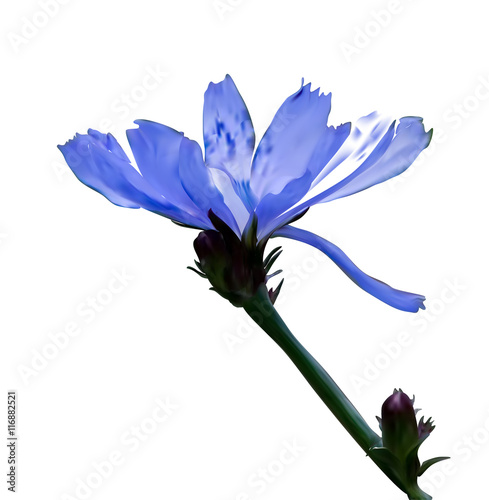 Vector illustration. Blue chicory on isolatade background