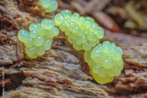 Ein Plasmodium eines Schleimpilzes wächst zu Fruchtkörpern heran photo