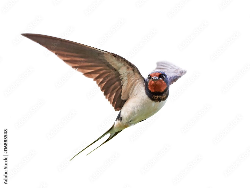 Naklejka premium Barn swallow (Hirundo rustica)
