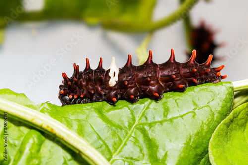 Catepillar of common rose butterfly on leaf