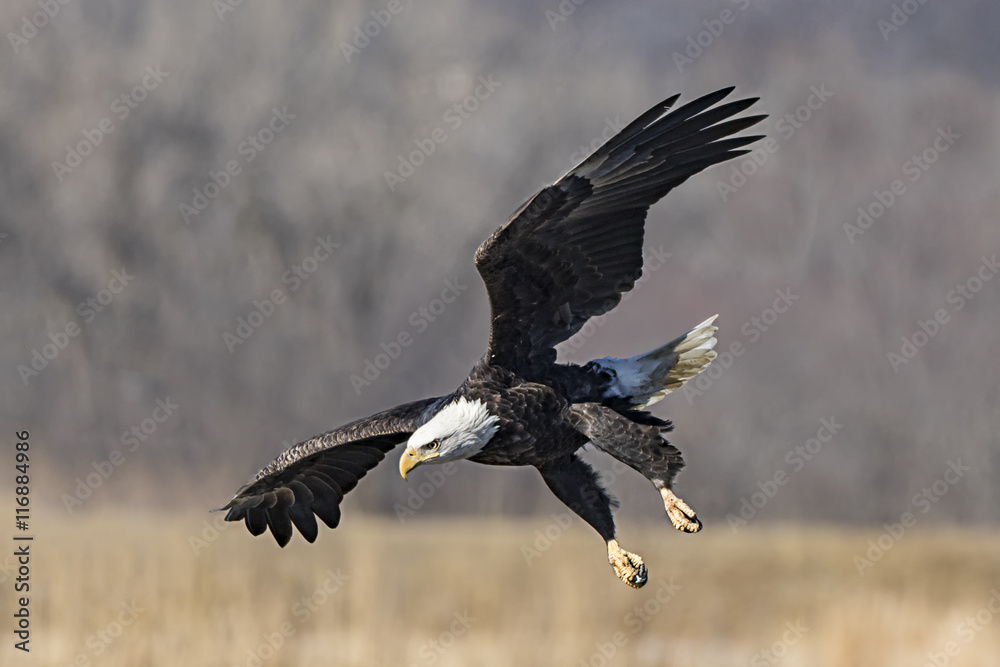 Mature Bald Eagle Starting to Dive Mature Bald Eagle Starting to Dive