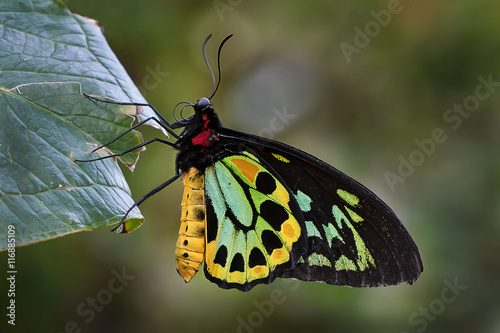 Golden Birdwing Butterfly - Troides rhadamantus . photo