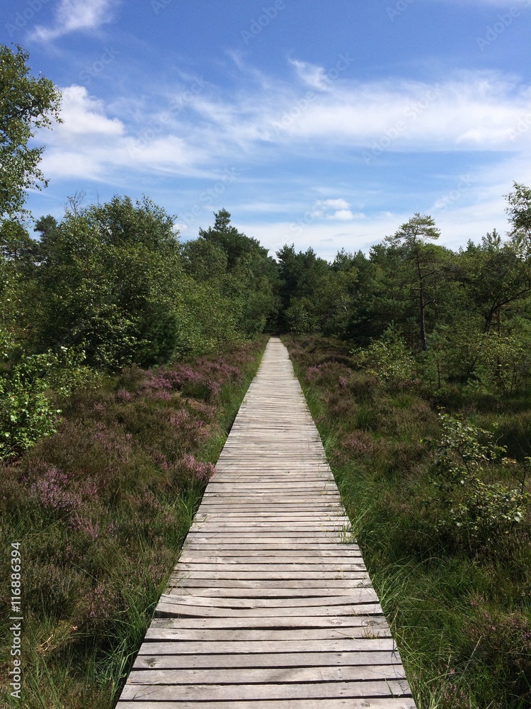 Steg führt durch Moorlandschaft im Pietzmoor Steg führt durch Moorlandschaft im Pietzmoor