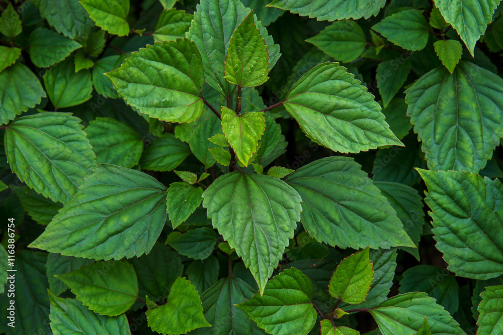 green leaves in deep green forest green leaves in deep green forest