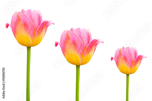 Flower pink beautiful tulips isolated on white