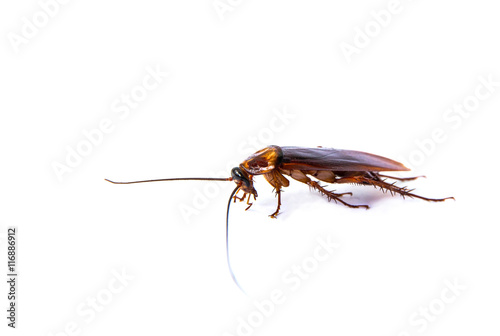 cockroach on white background.(roach, cockroach)