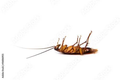 cockroach on white background.(roach, cockroach) © saelim