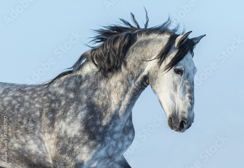 Gray Andalusian Horse in motion. Portrait of Spanish horse.