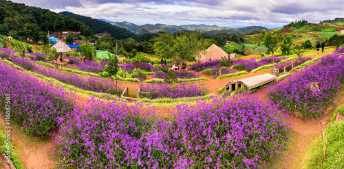 Panorama landscapes of purple verbena flower gardening in mon ja