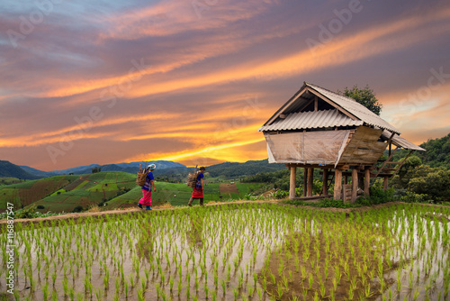 Hmong woman with rice field terrace background in Chiangmai , Th photo