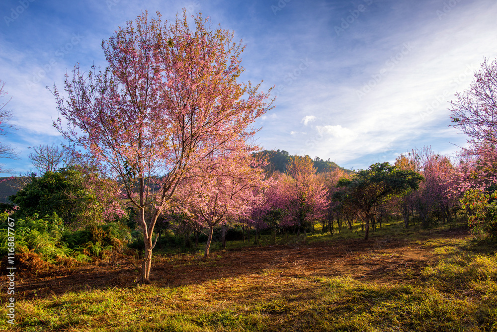 beautiful landscape of platation pink cherry blossom (Sakura) in beautiful landscape of platation pink cherry blossom (Sakura) in