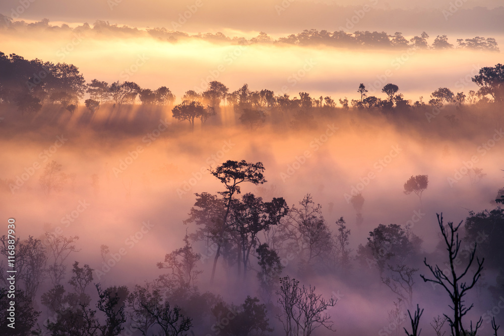 Fototapeta premium Beautiful sunrise scene with misty and tree in morning in forest