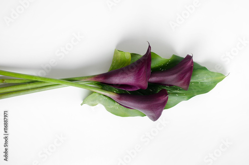 Purple calla lilies on a light background bouquet