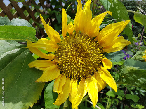 Sonnenblume; Helianthus; annuus; Oelpflanze photo