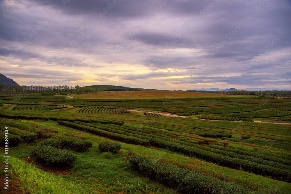 Beautiful sunrise landscape view in tea field