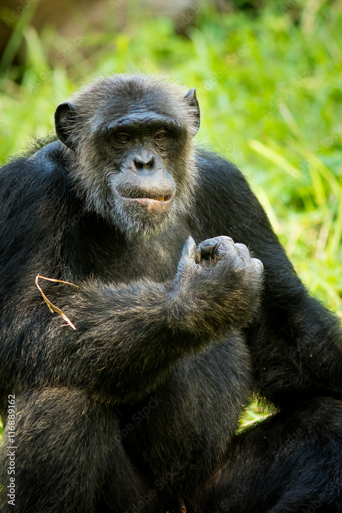 Chimpanzee Chimpanzee