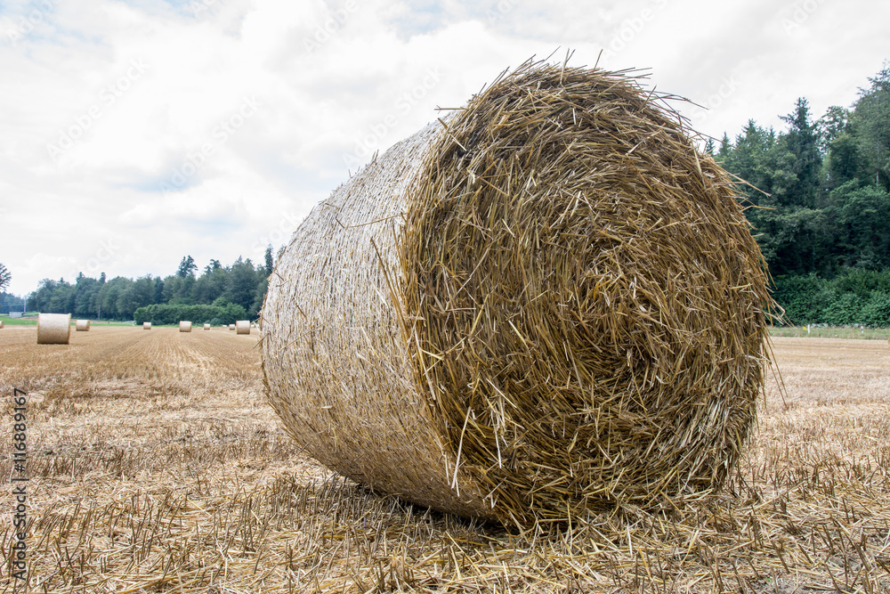 Stroh in Strohballen im Sommer Stroh in Strohballen im Sommer