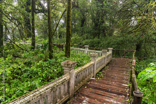 the path way to walk into a tropical rain forest